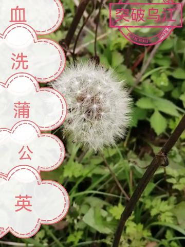 血洗红花亭未删减版